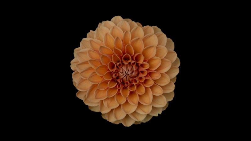 dahlia, flowers, 4k