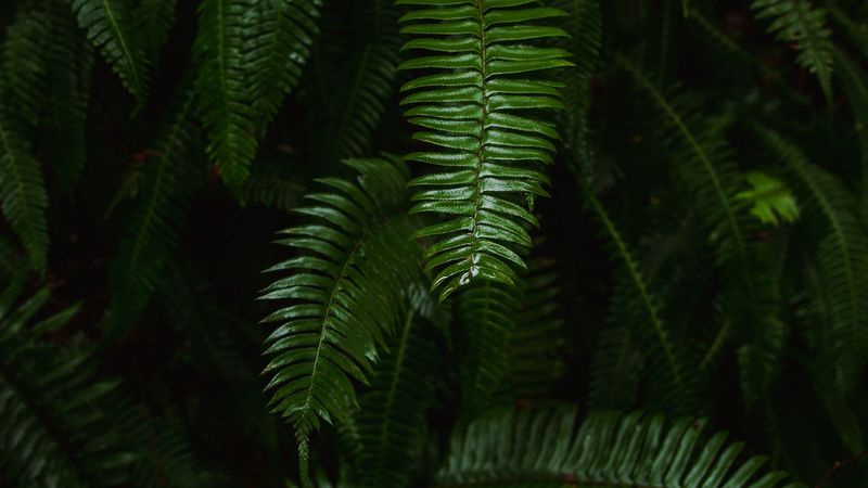 fern, plant, green, leaves, 4k
