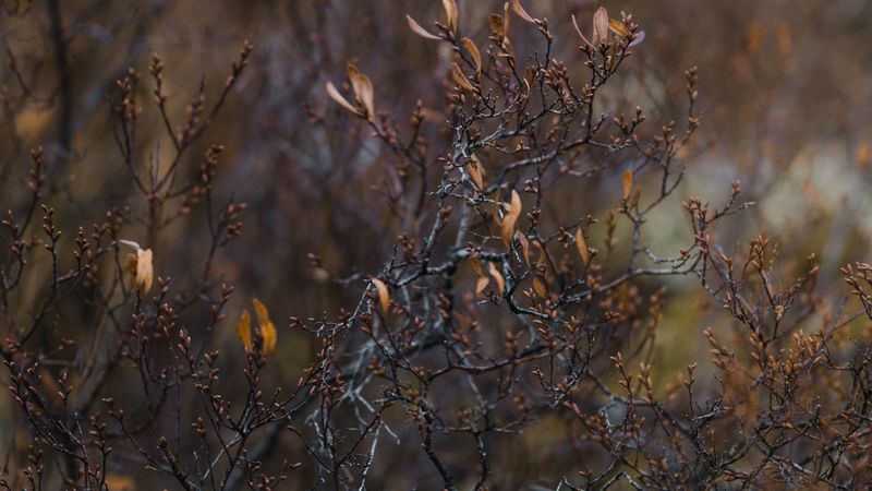 bush, branches, plant, nature, 4k