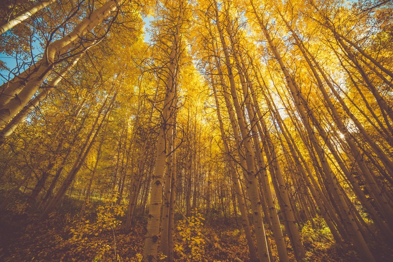 forest, 5k, nature