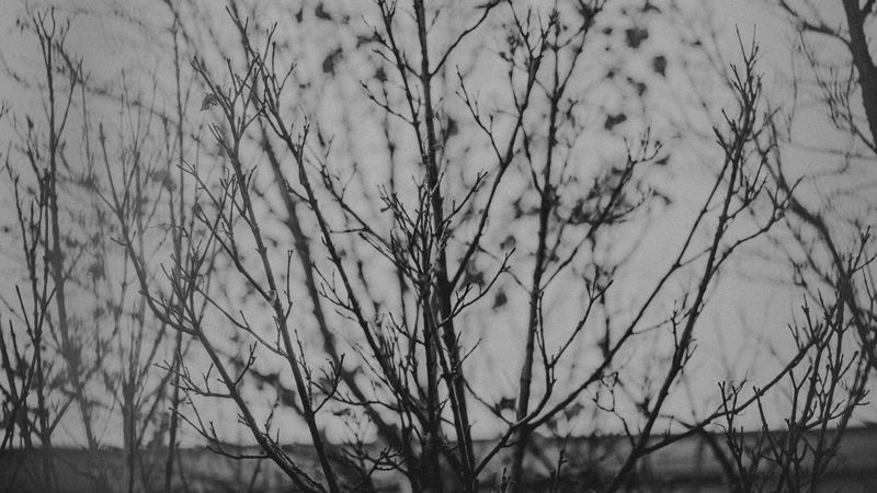 branches, tree, bw, nature, 4k