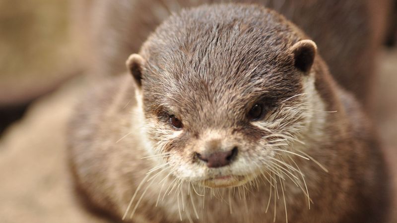 fischotter, face, animal, brown, 4k