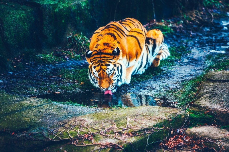 tiger, animals, hd
