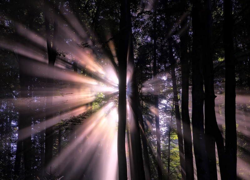 sunbeam, forest, nature, hd