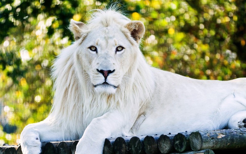 lion, animals, hd