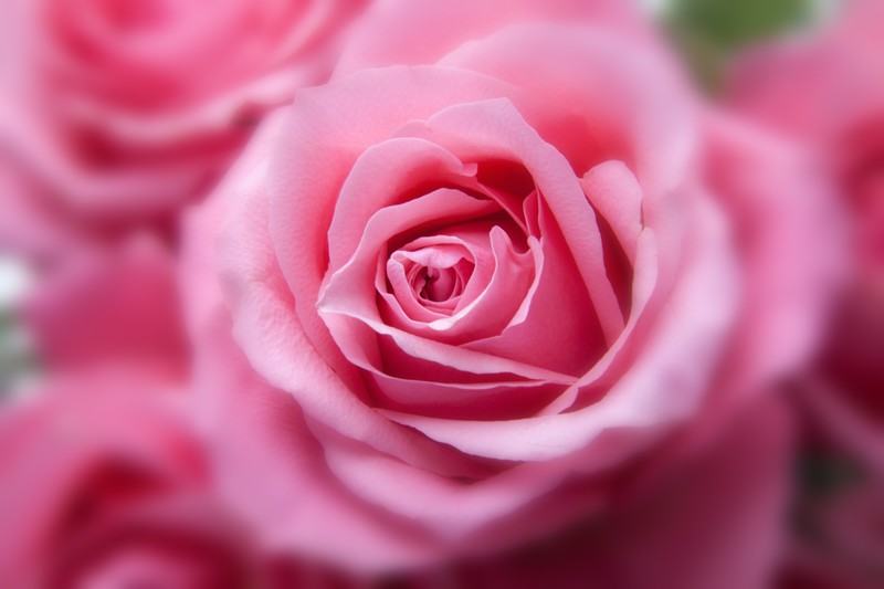 flowers, roses, pink, hd