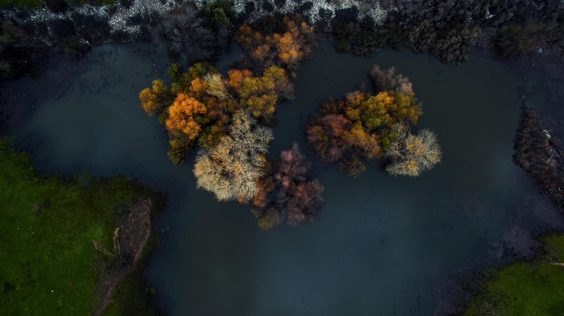 trees, nature, hd, forest
