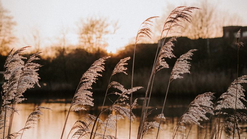 lake, coast, grass, nature, 4k
