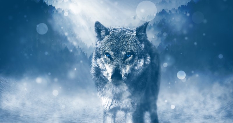 wolf, animals, predator, hd