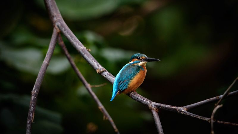 bird, colorful, branch, wildlife, 4k