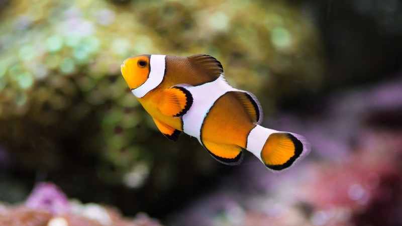 clownfish, fish, animals, hd