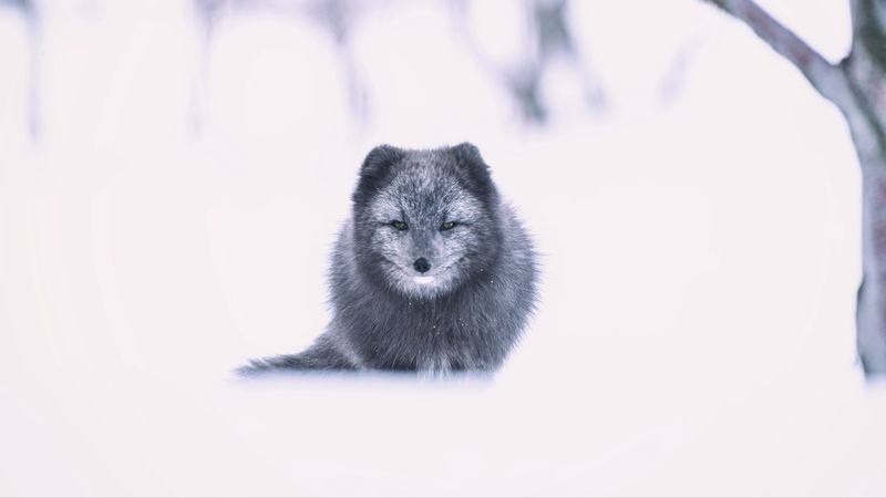 arctic fox, fox, gray, animal, snow, 4k
