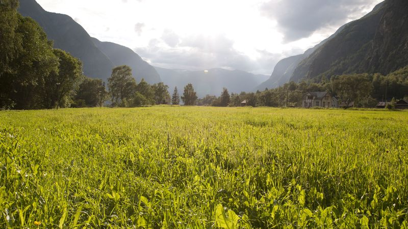 field, grass, mountains, trees, landscape, 4k