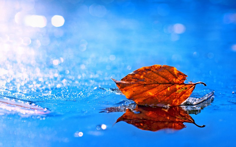 leaf, 4k, nature, hd, photography