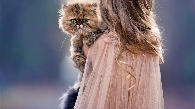 cute, cat, hd