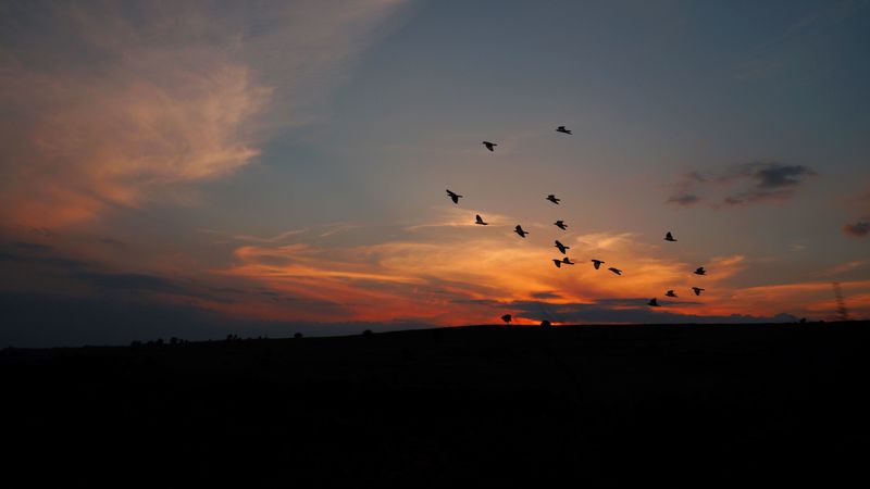 birds, silhouettes, dark, dusk, sunset, 4k