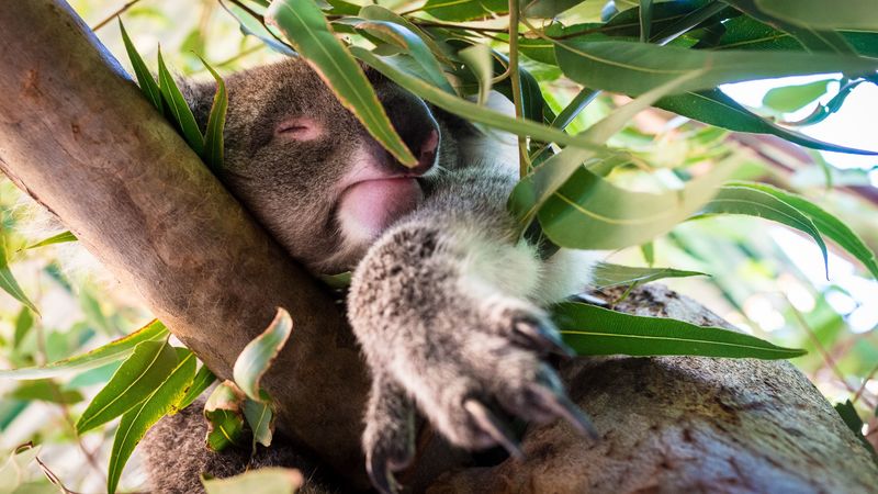 koala, sleep, tree, branches, animal, 4k