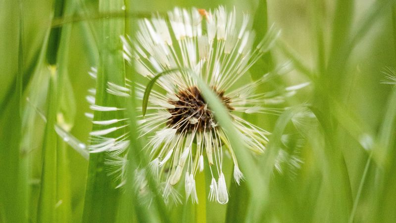 dandelion, plant, fluff, grass, 4k