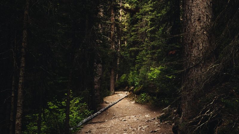forest, path, spruce, trees, 4k
