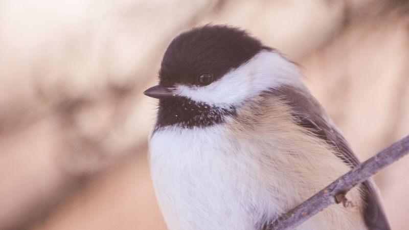 chickadee, bird, branch, 4k