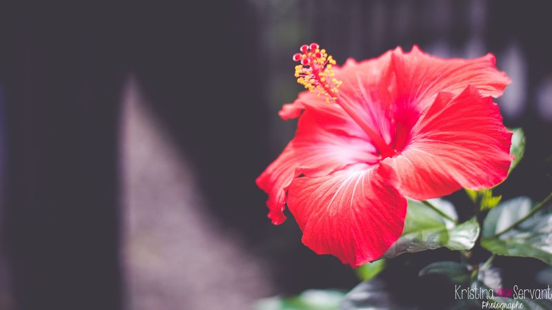 hibiscus, flower, red, closeup, 4k