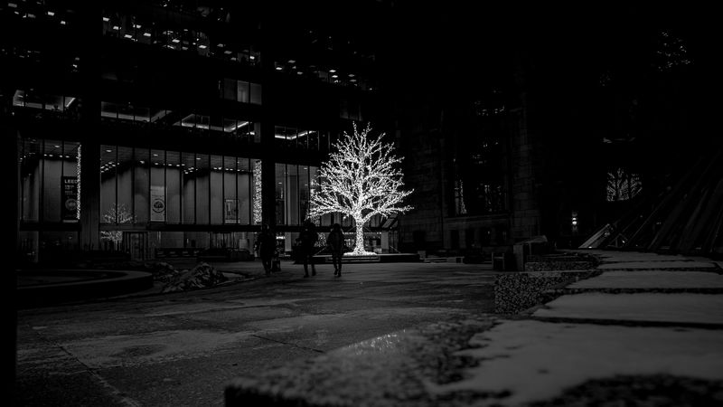 tree, glow, bw, street, dark, 4k