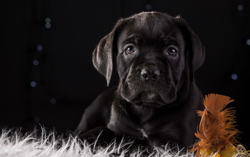 cane corso, dog, animals, 4k, hd