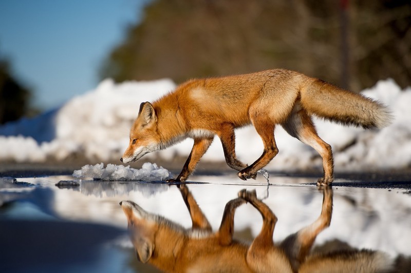 fox, animals, reflection