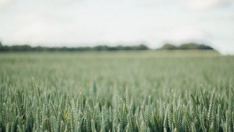 field, green, wheat, nature, landscape, 4k