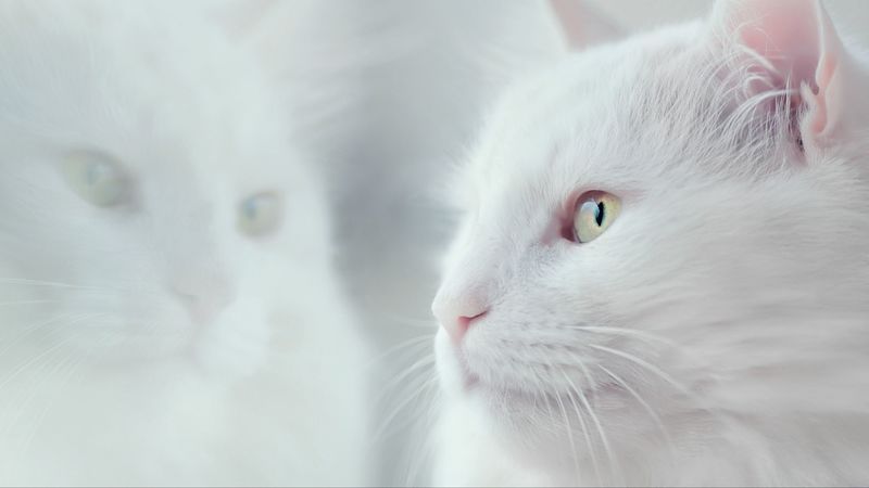 cat, white, fluffy, pet, 4k