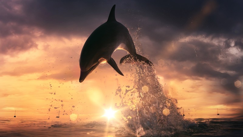 dolphin, ocean, jump, fish, sunset