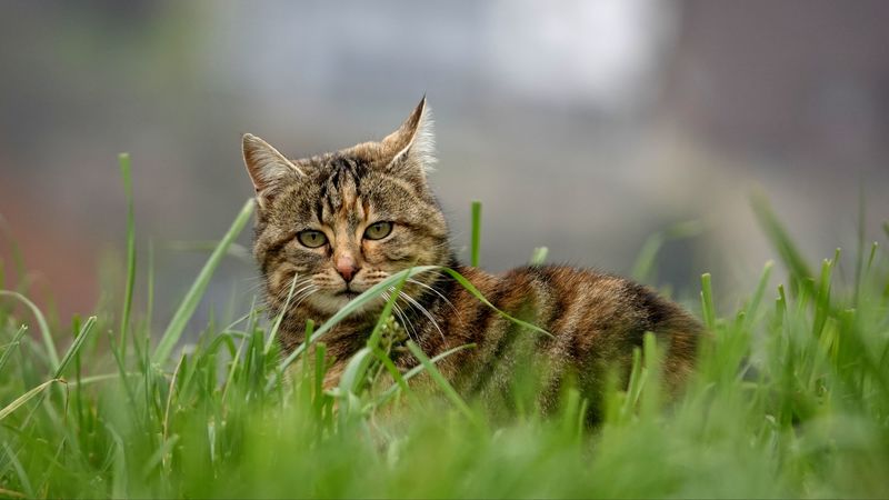 cat, brown, striped, pet, grass, 4k