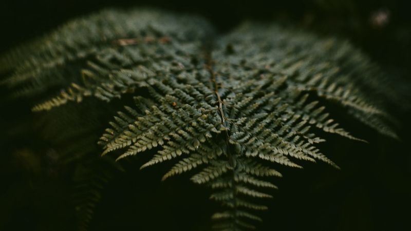 fern, leaf, plant, green, macro, 4k