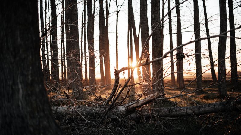 forest, trees, sunset, sunlight, nature, 4k