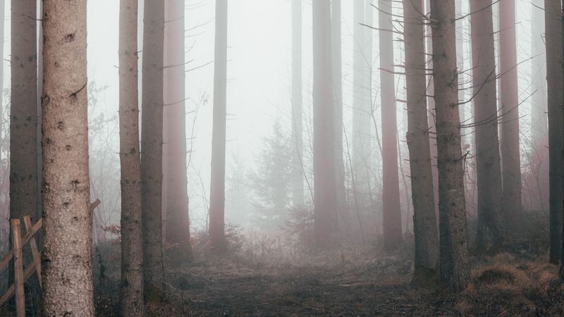 forest, fog, pine trees, trees, nature, 4k