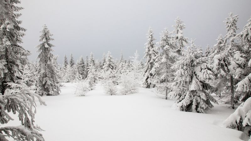 spruces, trees, snow, winter, nature, 4k