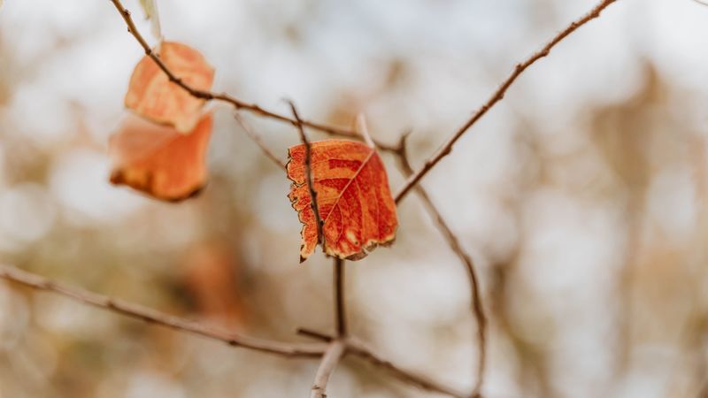 leaf, dry, branches, macro, 4k