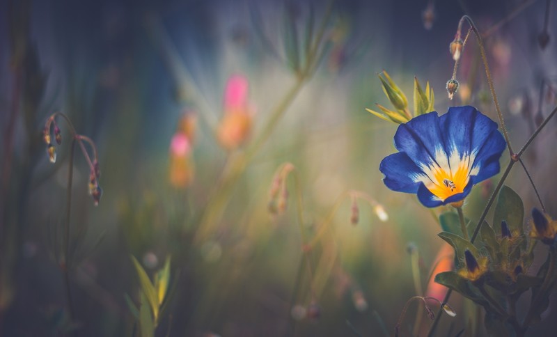 flowers, blue