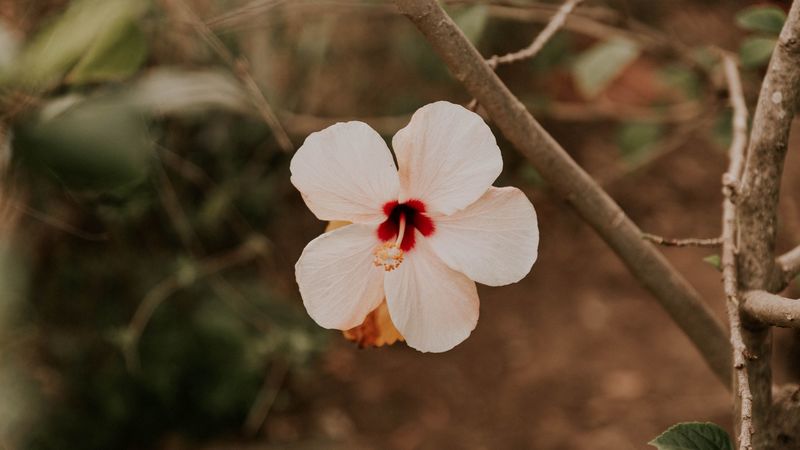 hibiscus, flower, pink, plant, 4k