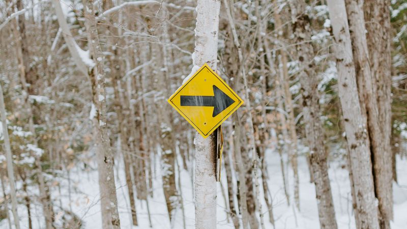 sign, pointer, tree, forest, winter, 4k