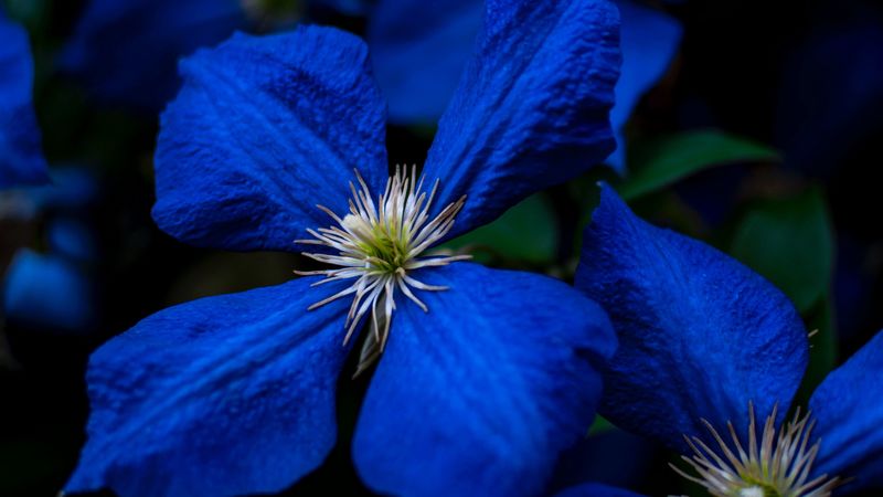 flowers, blue, closeup, flowering, plant, 4k