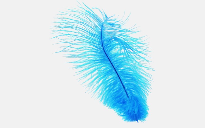 feather, birds