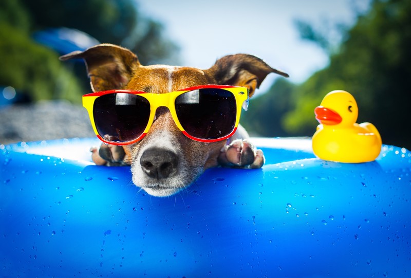 dog, animals, funny, glasses, sunglasses