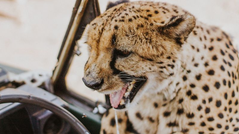 leopard, protruding tongue, big cat, wild, predator, 4k