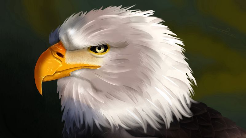 eagle, bird, head, white, art, 4k