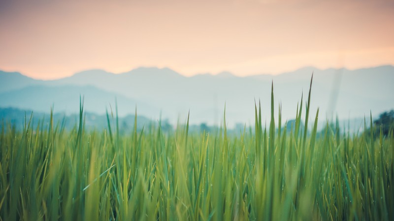 grass, nature, 4k