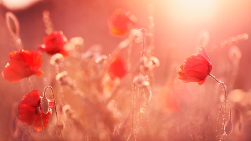 flowers, sunlight, 4k, nature