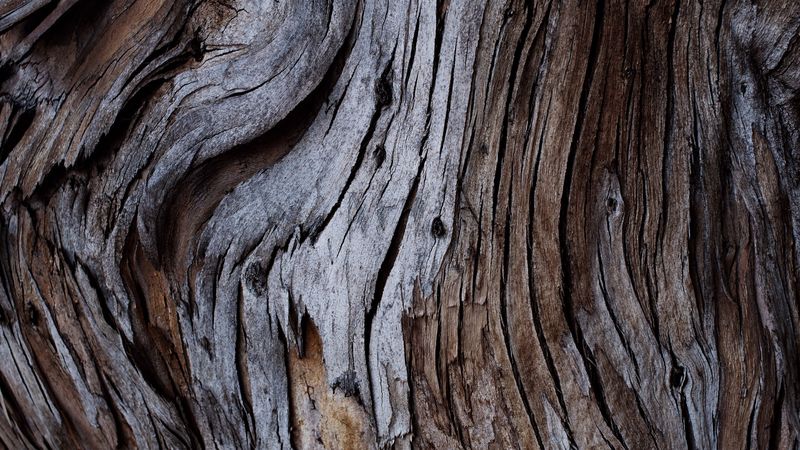wood, texture, cranny, bark, 4k