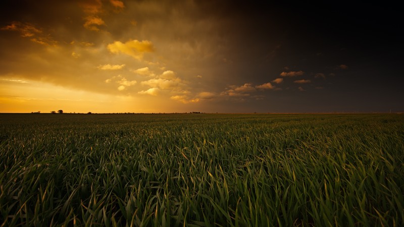 fields, nature, sunset, 4k