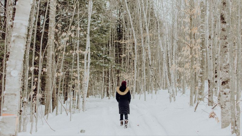 loneliness, forest, snow, winter, sad, 4k